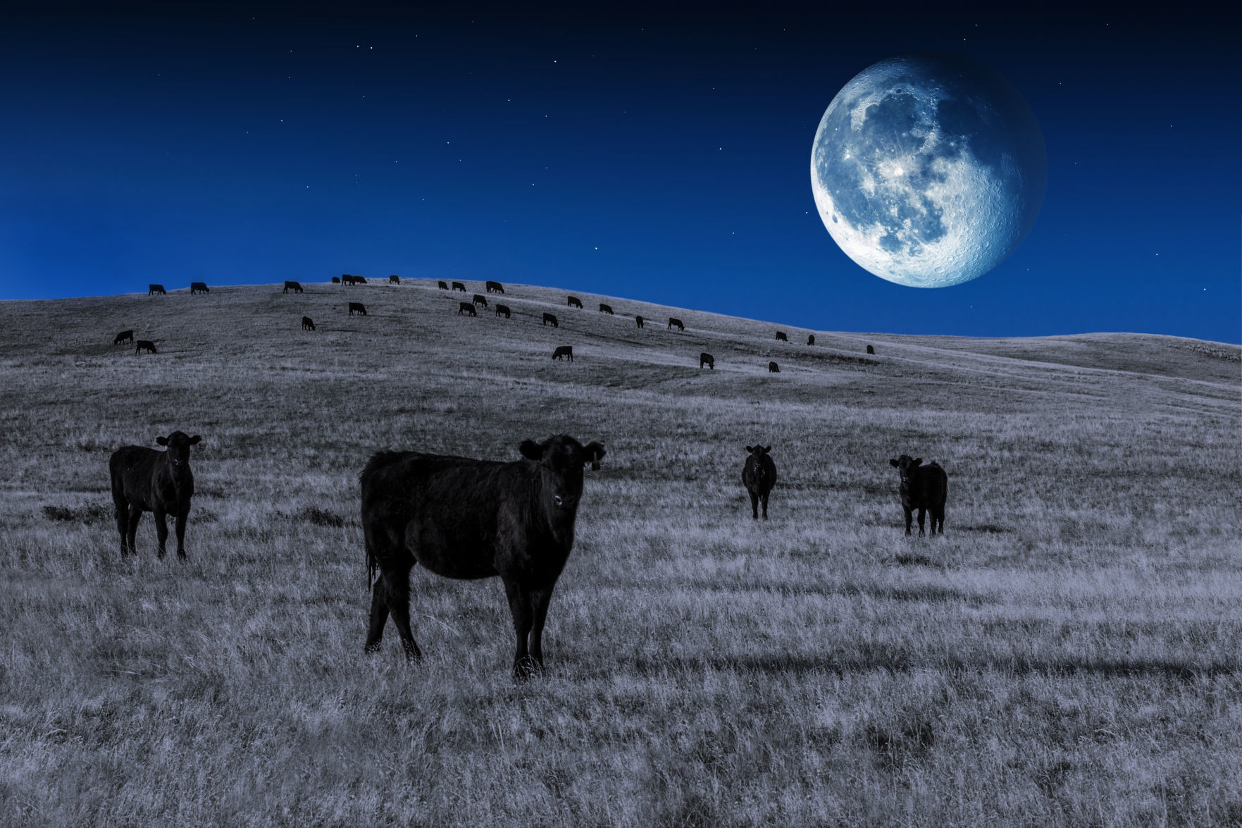 Alien Cows